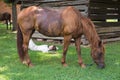 Revolutionary War Reenactor and Horse Royalty Free Stock Photo