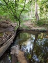 Forest Walk with View of River Reflections