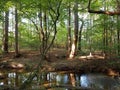 Forest Walk with View of River Reflections