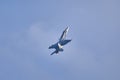 McDonnell Douglas F/A-18 Hornet on Kaivopuisto Air Show