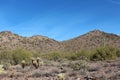 The McDowell mountains covered with Saguaro cacti, Palo Verde bushes, Cholla cacti, and dead brush on the Horseshoe Loop Trail Royalty Free Stock Photo