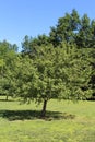 McIntosh Apple Tree Royalty Free Stock Photo