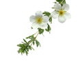 McKay's White Potentilla Flower