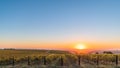 McLaren Vale valley at sunset, South Australia Royalty Free Stock Photo