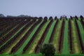 McLaren Vale Vines