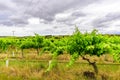 McLaren Vale Vineyards outside Adelaide Australia Royalty Free Stock Photo