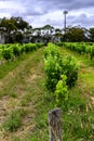 McLaren Vale Vineyards outside Adelaide Australia Royalty Free Stock Photo