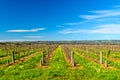 McLaren Vale wineries Royalty Free Stock Photo