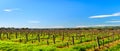 McLaren Vale wineries Royalty Free Stock Photo