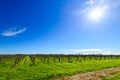 McLaren Vale wineries Royalty Free Stock Photo