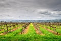 McLaren Vale wineries Royalty Free Stock Photo