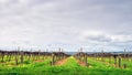 McLaren Vale wineries Royalty Free Stock Photo