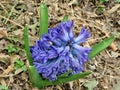 Mclean blue Gypsy Queen flower 2017 Royalty Free Stock Photo