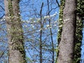 Mclean dogwood flowers in forest 2016