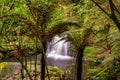 McLean Falls in the Catlins Forest Park deep in lush native bush and punga ferns Royalty Free Stock Photo