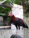 red stag rooster standing in the upper of flying pen Royalty Free Stock Photo