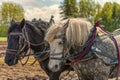 Closeup of draft horses and their work harnesses Royalty Free Stock Photo