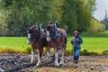 Draft Horses pull a plow guided by a woman Royalty Free Stock Photo