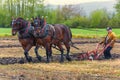 Draft horses pulling a plow guided by a man