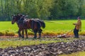 Draft horses pulling a plow guided by a man Royalty Free Stock Photo