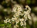 Mcro of lovely small white tree spring flowers. Selective focus Royalty Free Stock Photo