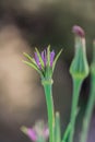 Mcro photography of Purple Salsify flower Royalty Free Stock Photo