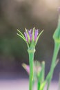 Mcro photography of Purple Salsify flower Royalty Free Stock Photo