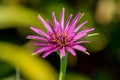 Mcro photography of Purple Salsify flower Royalty Free Stock Photo