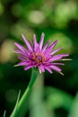 Mcro photography of Purple Salsify flower Royalty Free Stock Photo