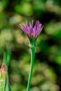 Mcro photography of Purple Salsify flower Royalty Free Stock Photo