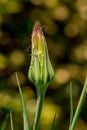 Mcro photography of Purple Salsify flower Royalty Free Stock Photo