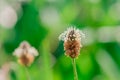 Mcro photography of Purple Salsify flower Royalty Free Stock Photo