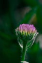 Mcro photography of Purple Salsify flower Royalty Free Stock Photo