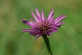 Mcro photography of Purple Salsify flower Royalty Free Stock Photo