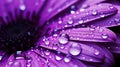 mcro purple water drops A macro shot