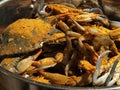 MD blue crabs in pot - live Royalty Free Stock Photo