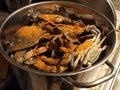 MD blue crabs in pot - live Royalty Free Stock Photo