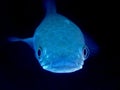 A fish of Channa striata with eye glared and mouth closed in the aquarium ,