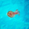 Mditerranean Mauve Jellyfish in turquoise waters Royalty Free Stock Photo