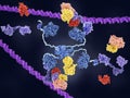 MDM2 controls the action of p53 tumor suppressor
