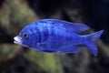 Mdoka white lips Placidochromis phenochilus