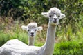 Me And My Sidekick - Alpacas Royalty Free Stock Photo