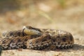 Meadow adder on ground Royalty Free Stock Photo