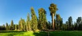 Meadow against huge pine forest panoramic view