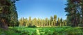 Meadow against huge pine forest panoramic view