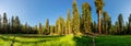 Meadow against huge pine forest panoramic view Royalty Free Stock Photo