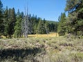 Meadow along the Emigrant Trail