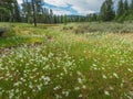 Meadow along the Emigrant Trail Royalty Free Stock Photo