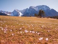Meadow with alpine crocus flowers, karwendel alps view, pink toned Royalty Free Stock Photo