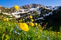 Meadow with alpine spring flowers Trollius europaeus in the Eu